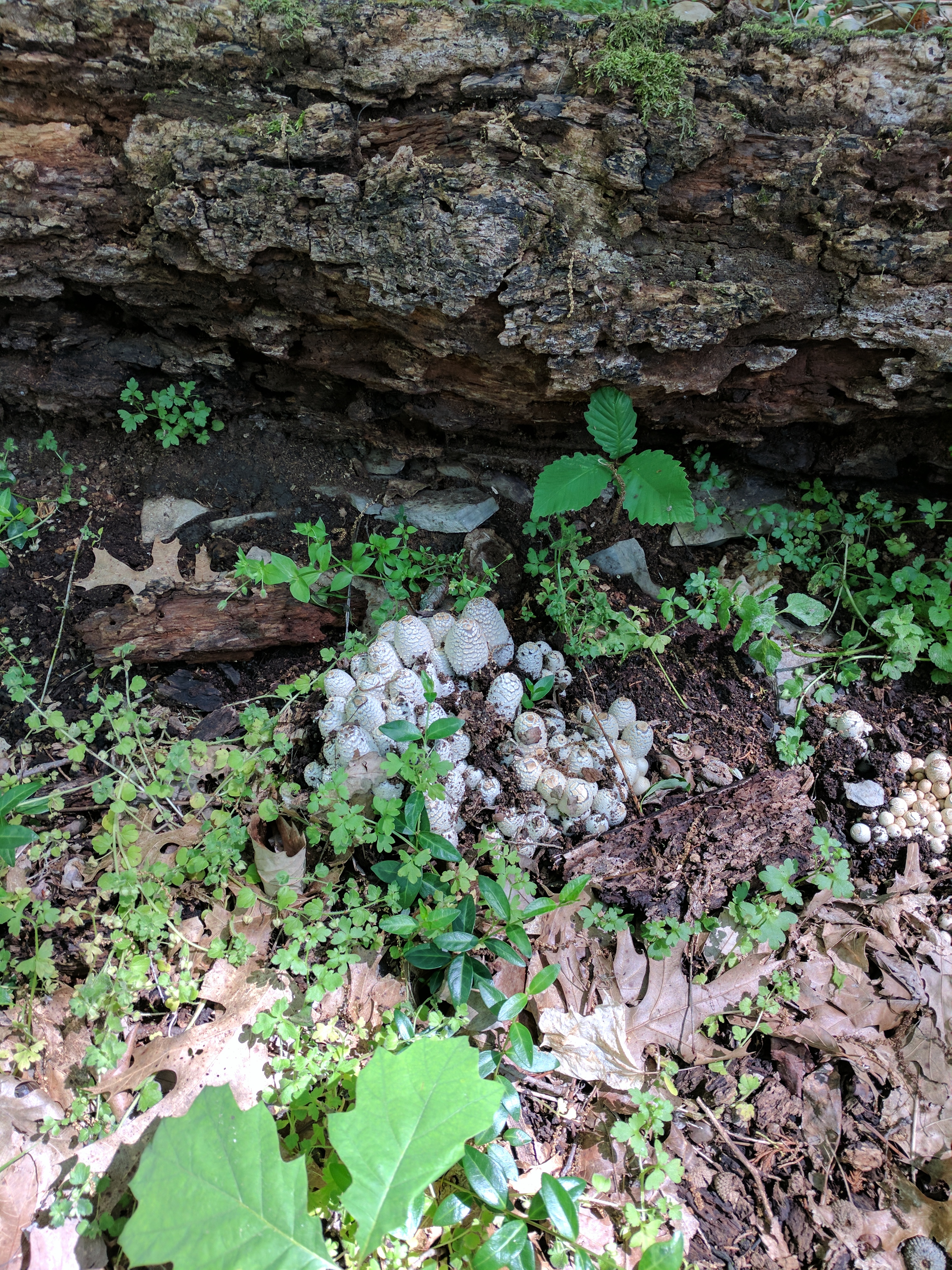 Inky Cap Mushrooms