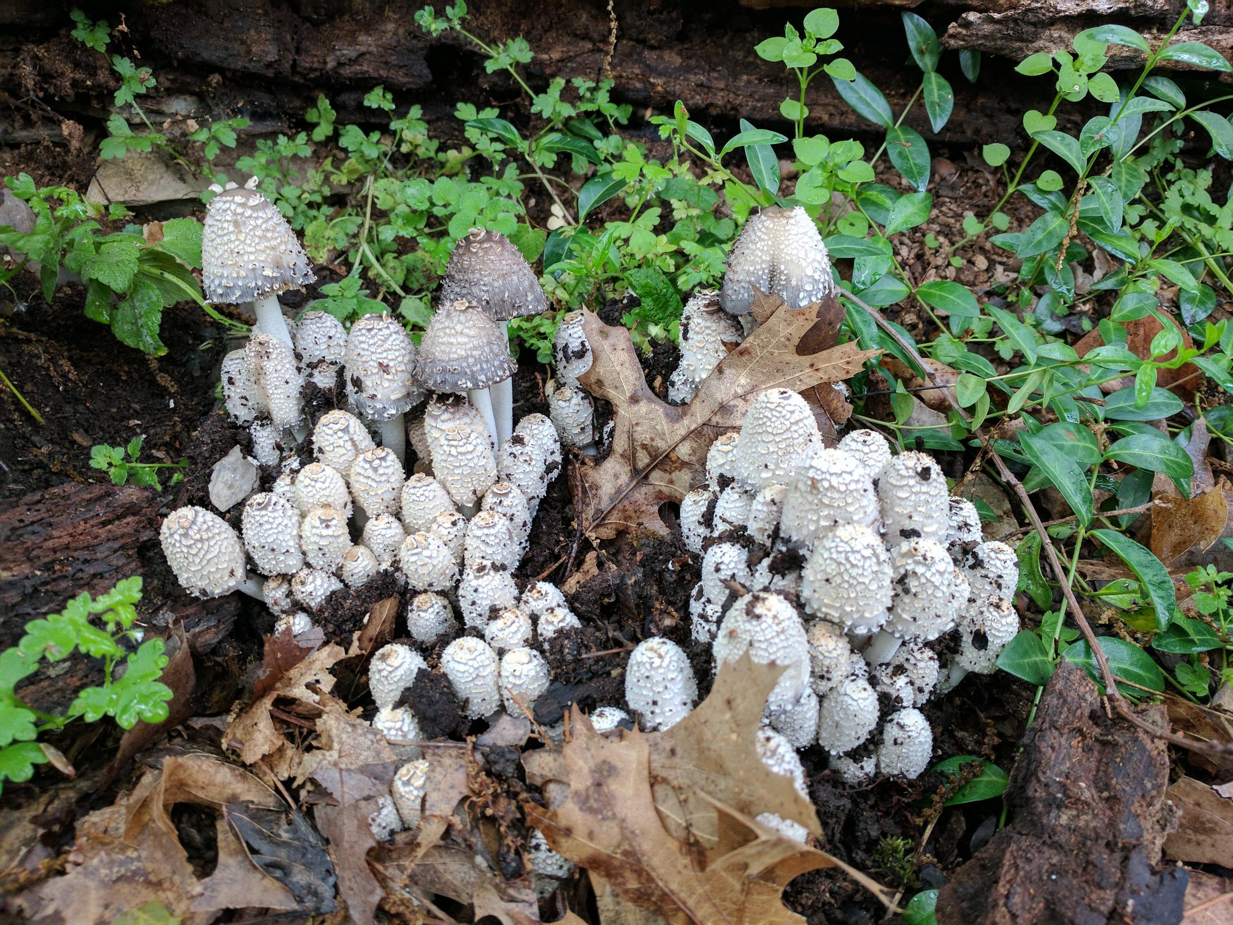 Inky Cap Mushrooms day2