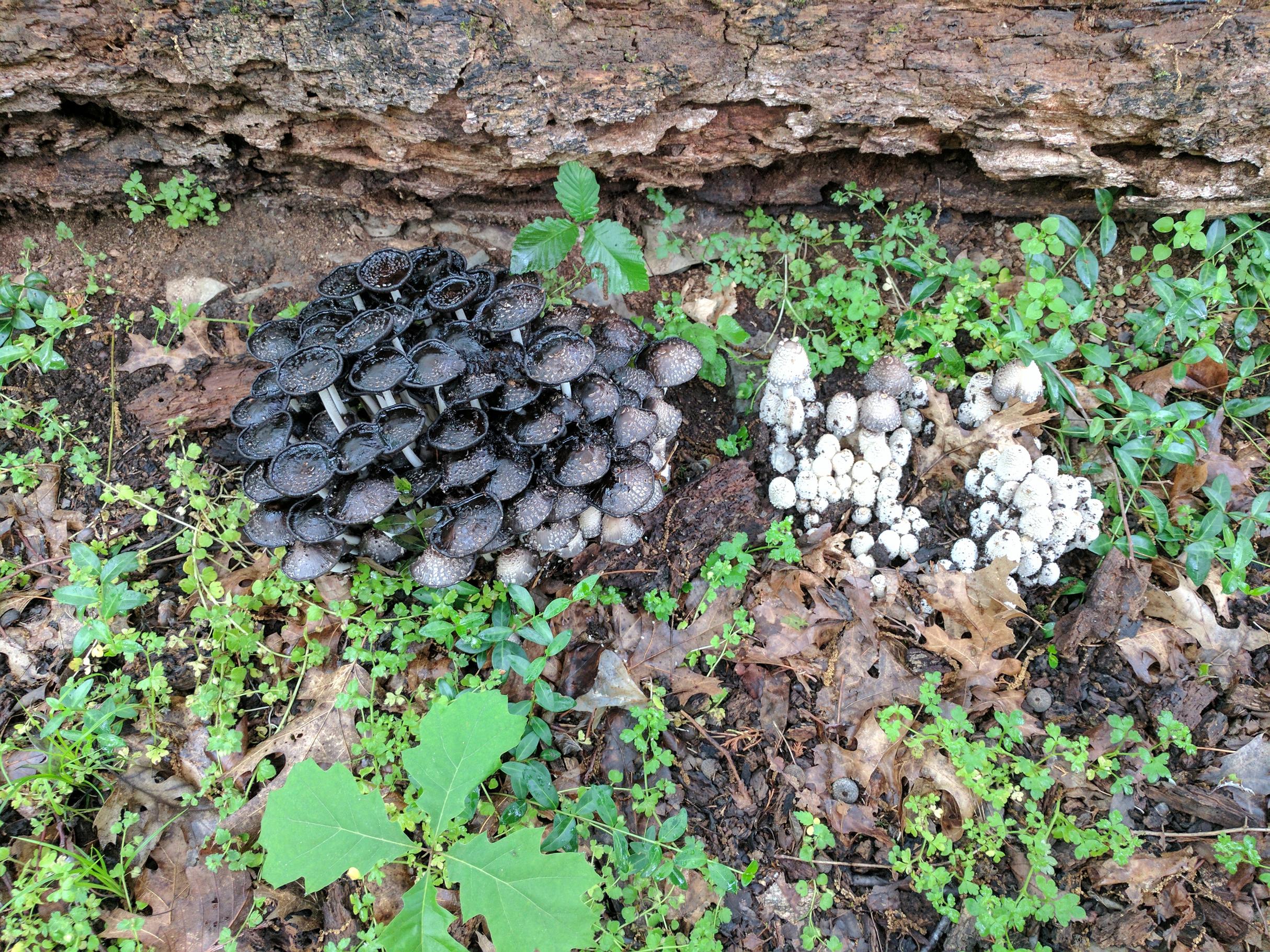 Inky Cap Mushrooms day2