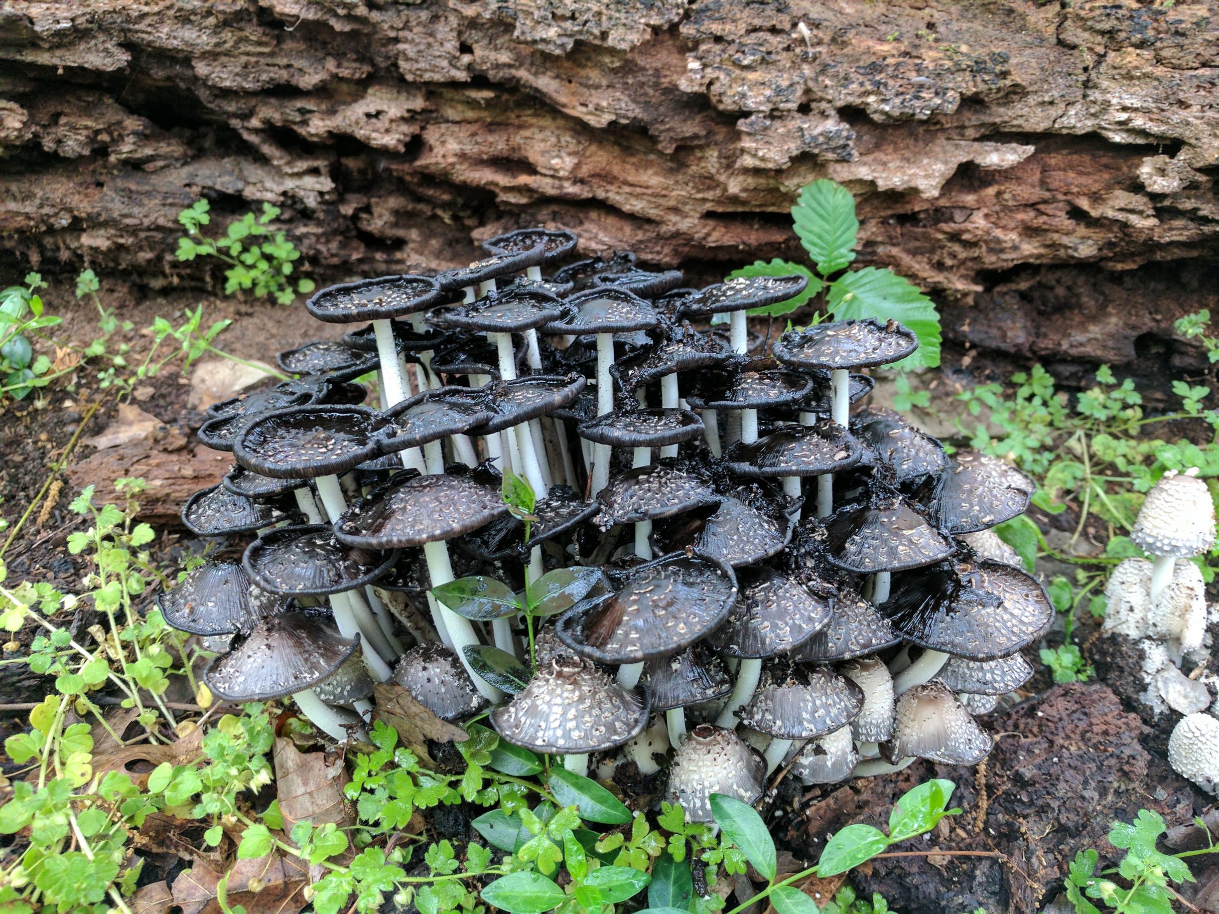 Inky Cap Mushrooms day2